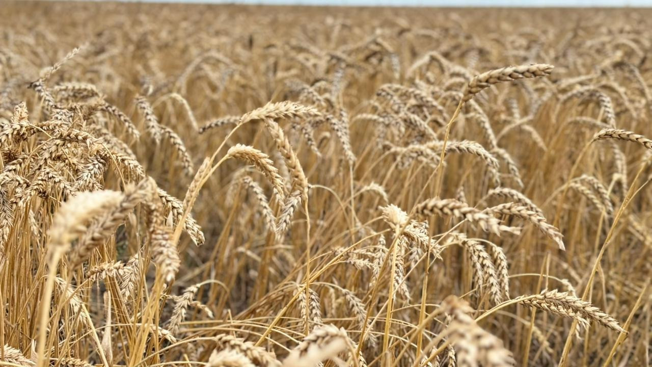 Аграрии Казахстана собрали почти весь урожай: уборочная кампания подходит к финалу