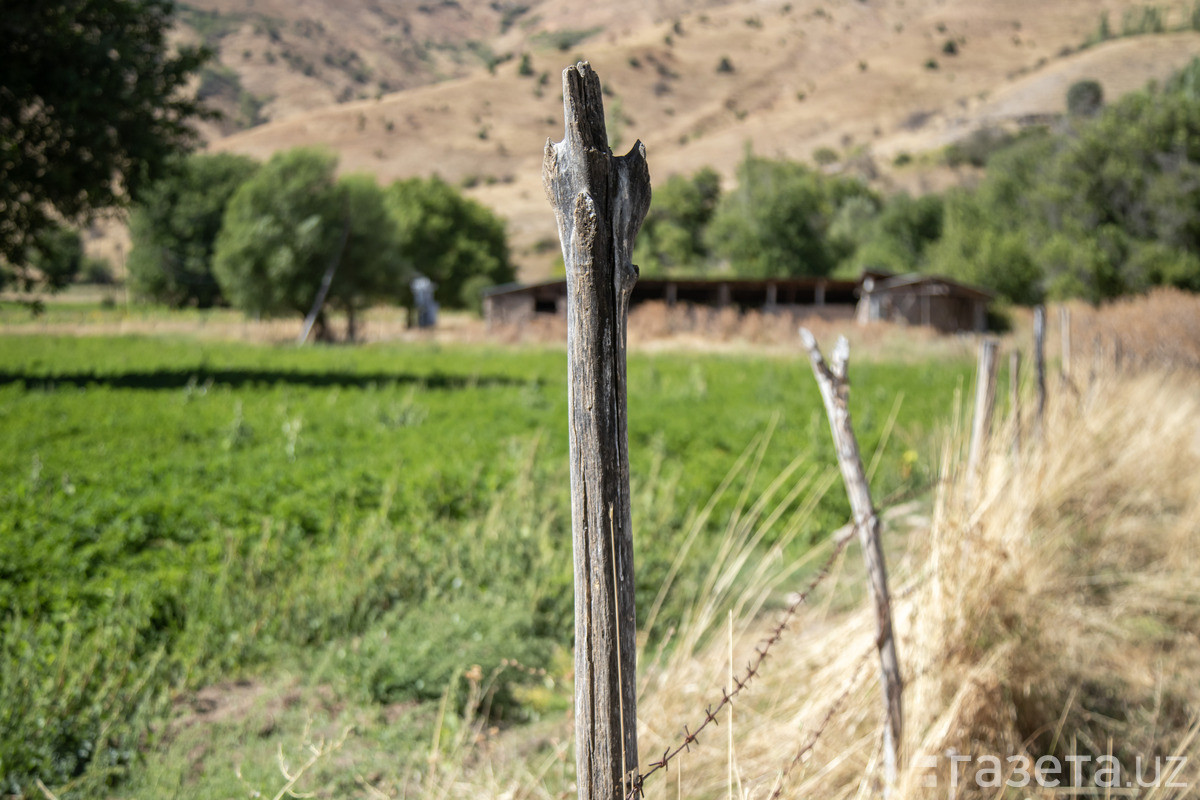 Агентство по платежам в аграрной сфере создаётся в Узбекистане