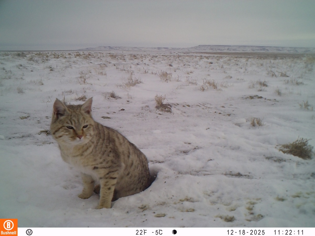 Степная кошка попала в объектив фотоловушки на плато Устюрт